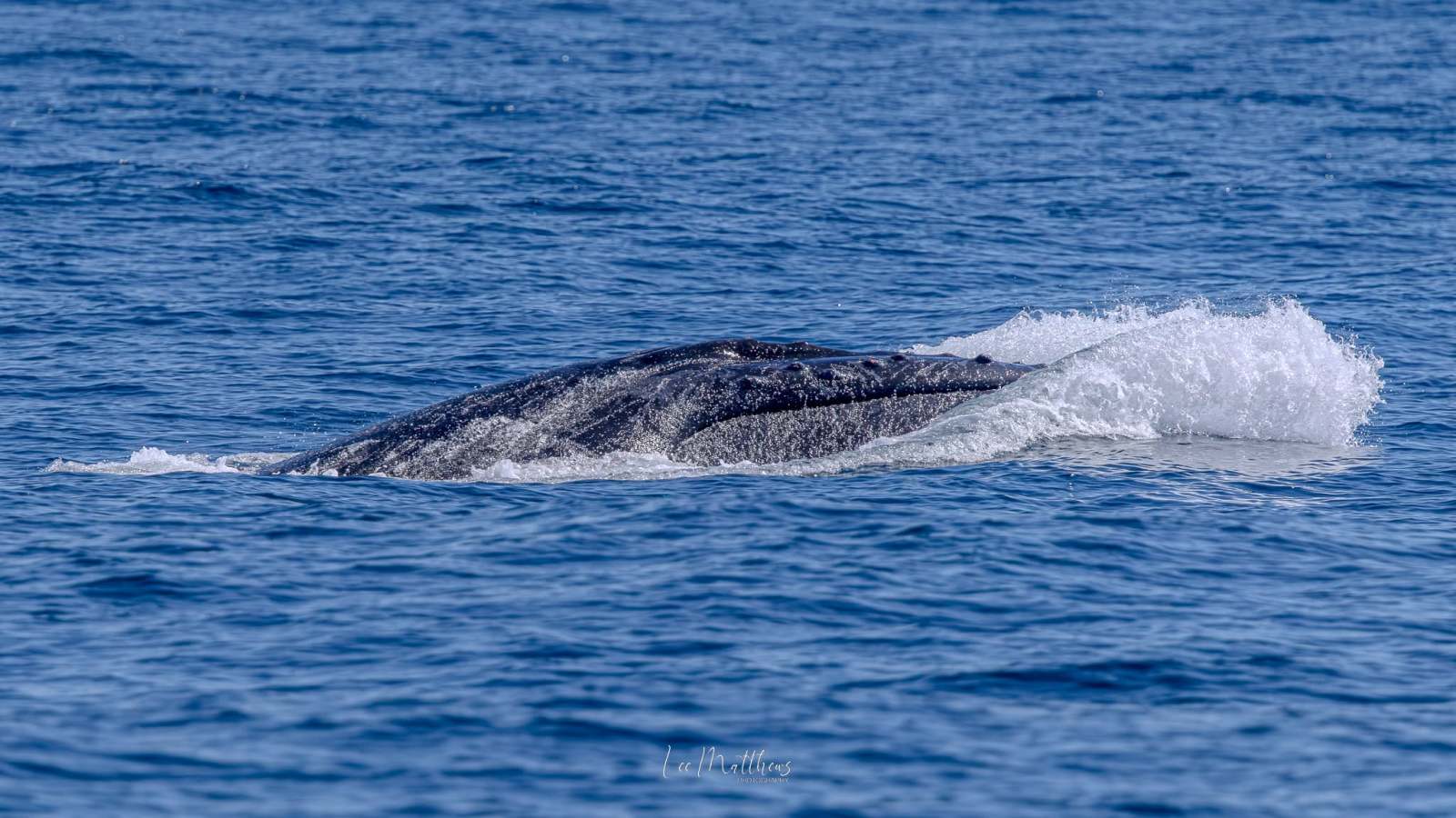 Whale surfacing with water splashes in the ocean.