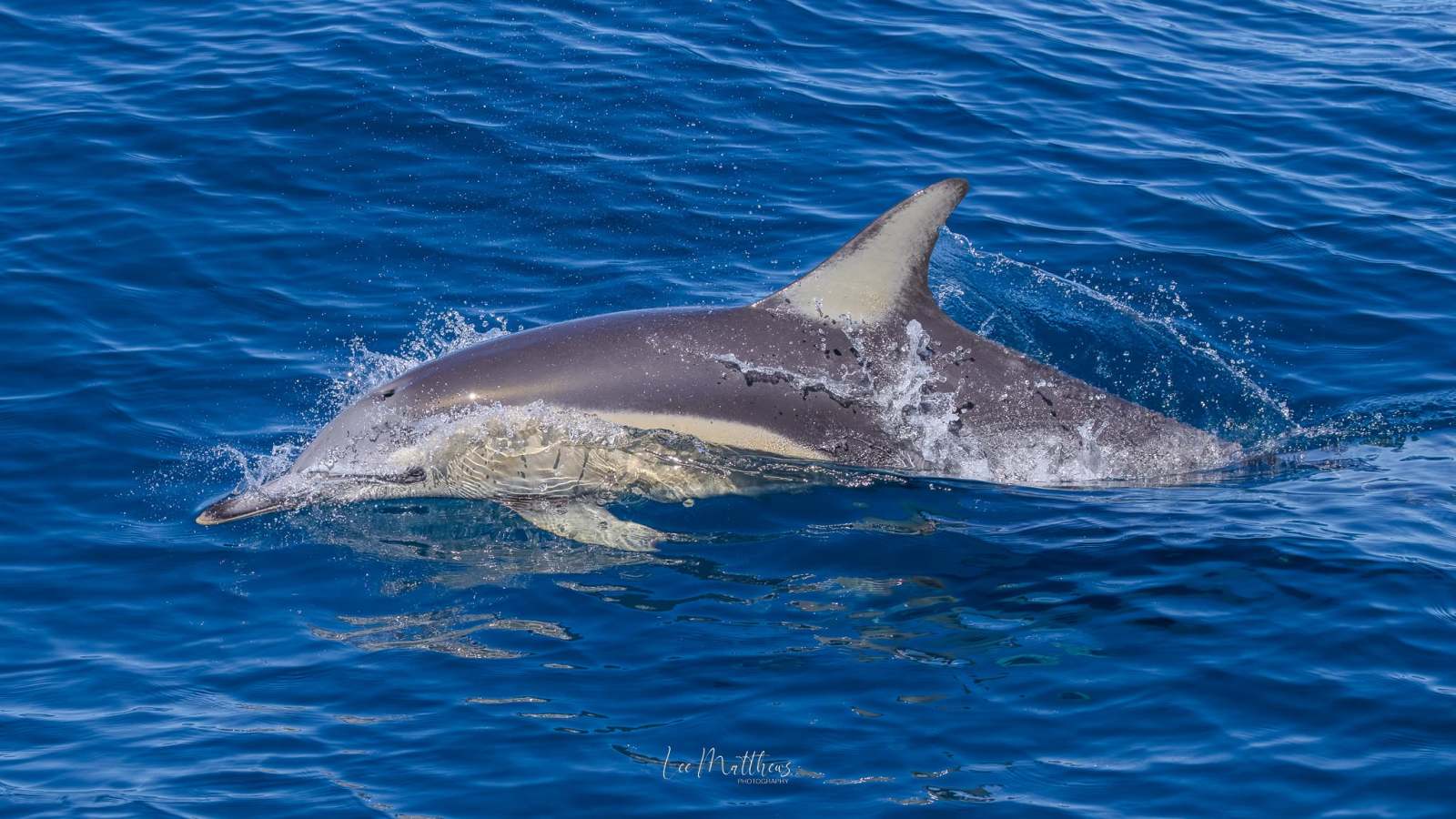 Dolphin swimming in clear blue ocean water.