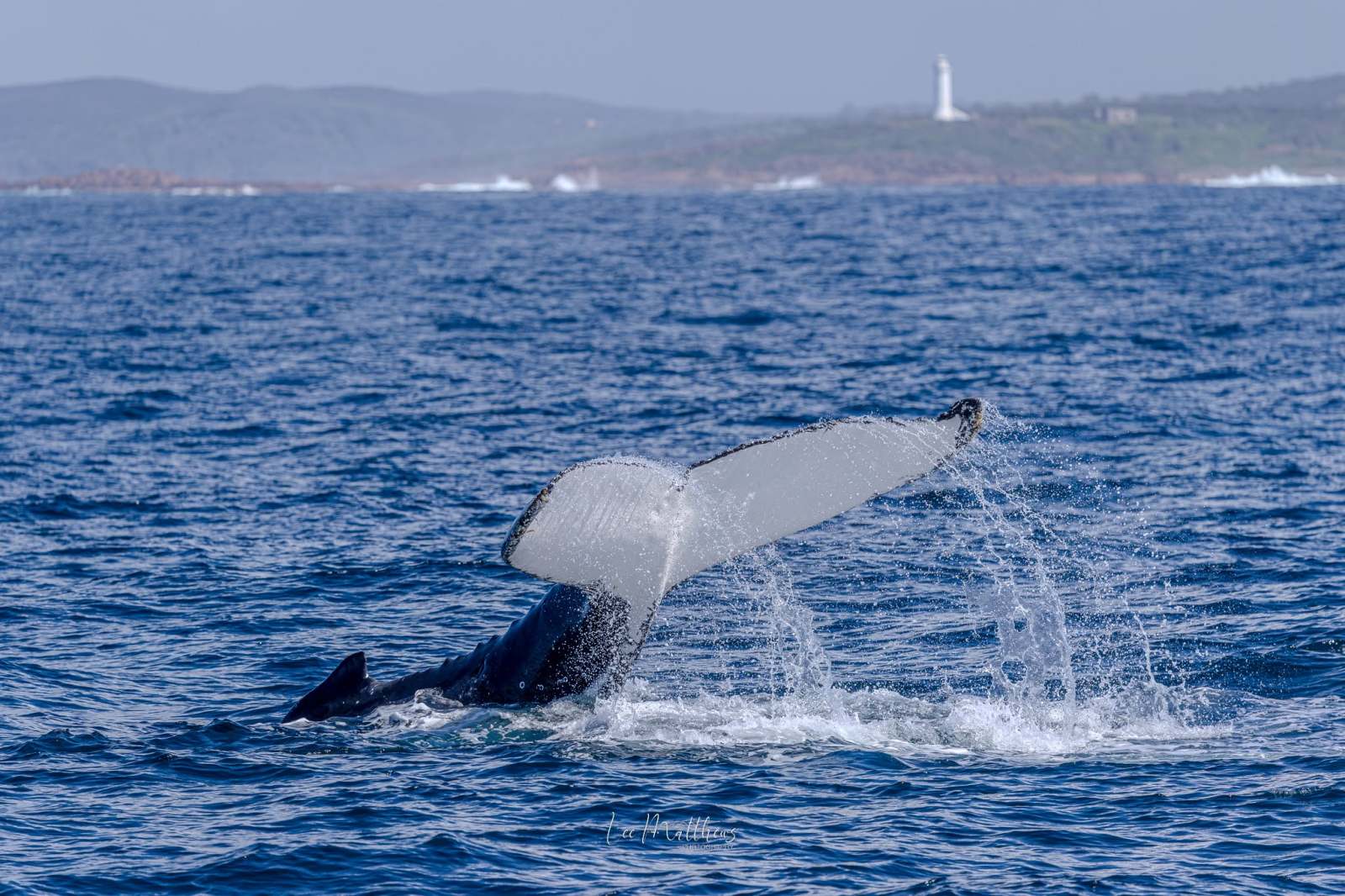 Whale Watching Moonshadow TQC Cruises Port Stephens Lee Matthews