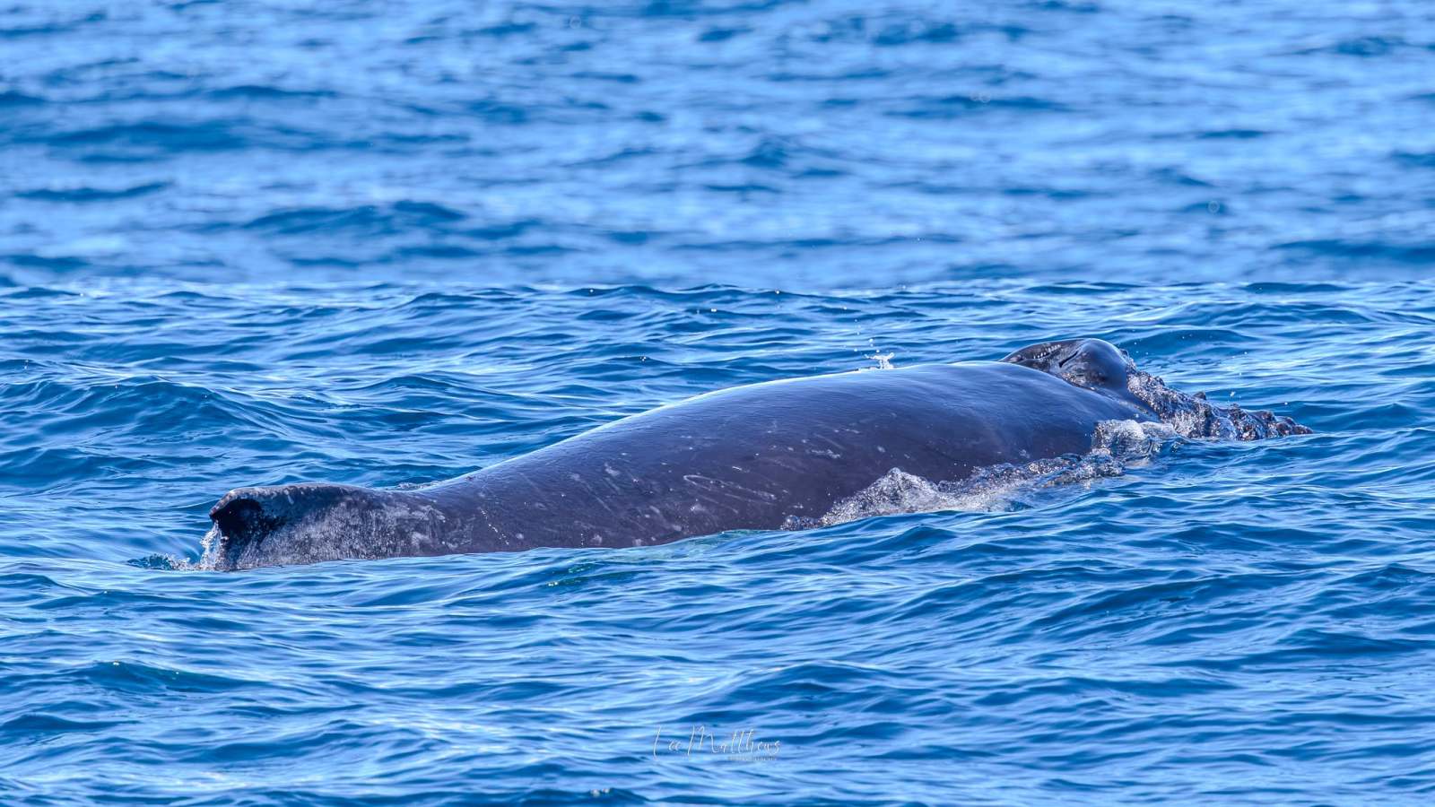 Whale partially submerged in blue ocean waters.