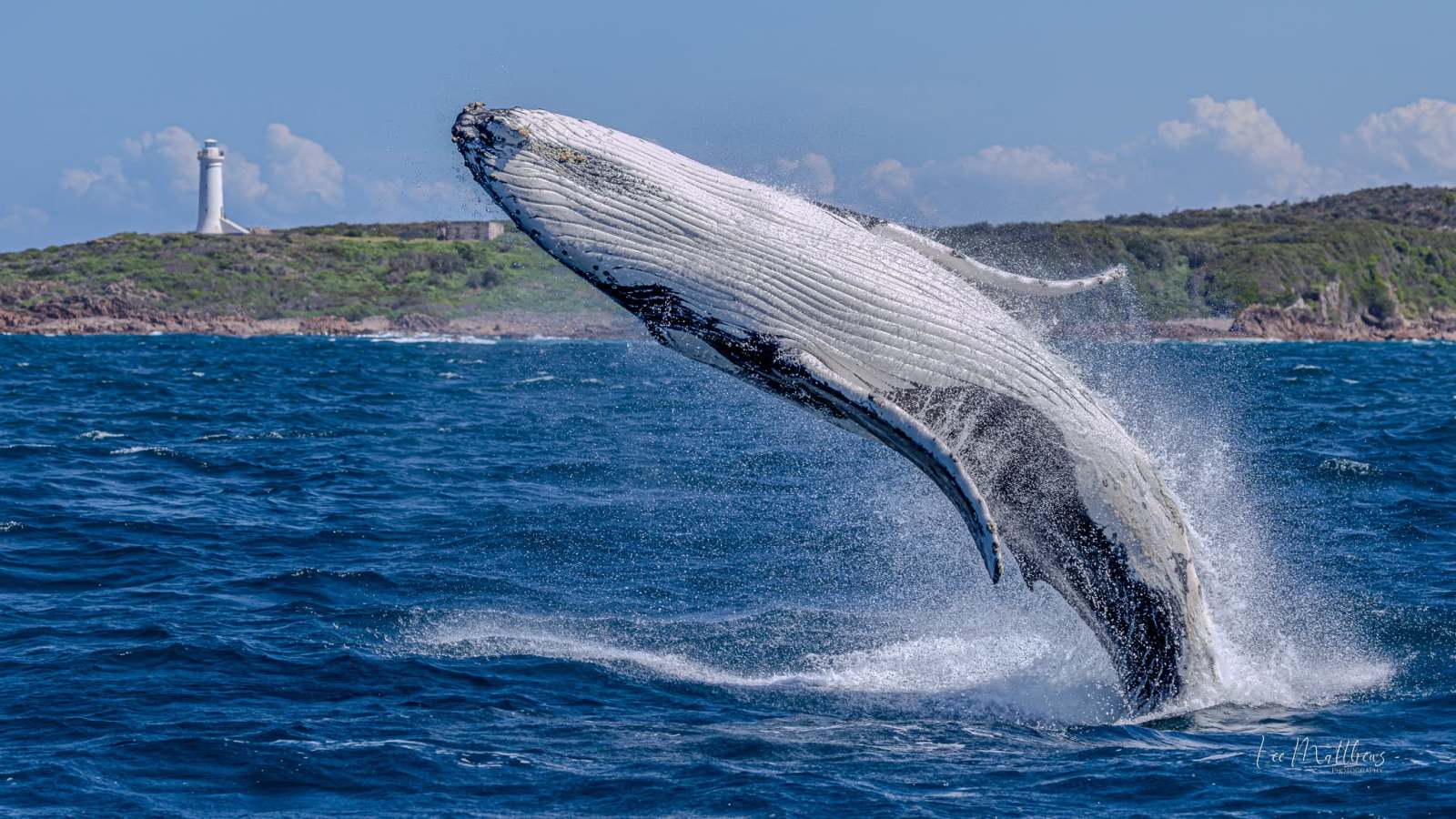 Whale Watching Moonshadow TQC Cruises Port Stephens Lee Matthews