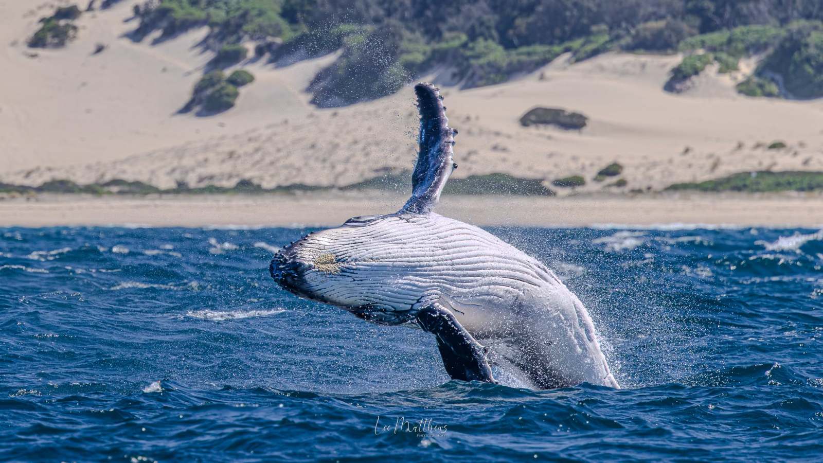 Humpback whale breaching near sandy shore and green foliage.