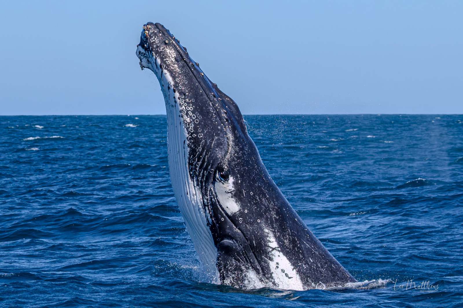 Humpback whale breaching the ocean surface under a clear blue sky.