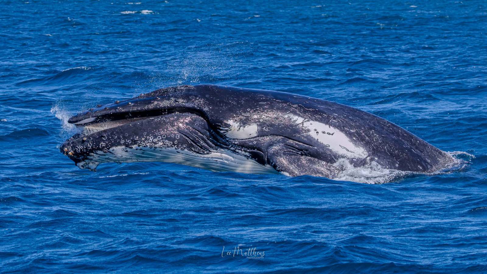 Whale breaching in blue ocean, partially above water.