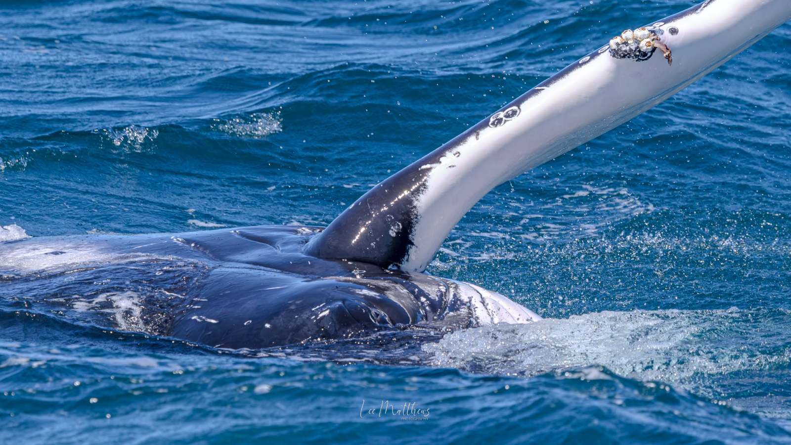 Close-up of a whale's pectoral fin and head in the ocean.