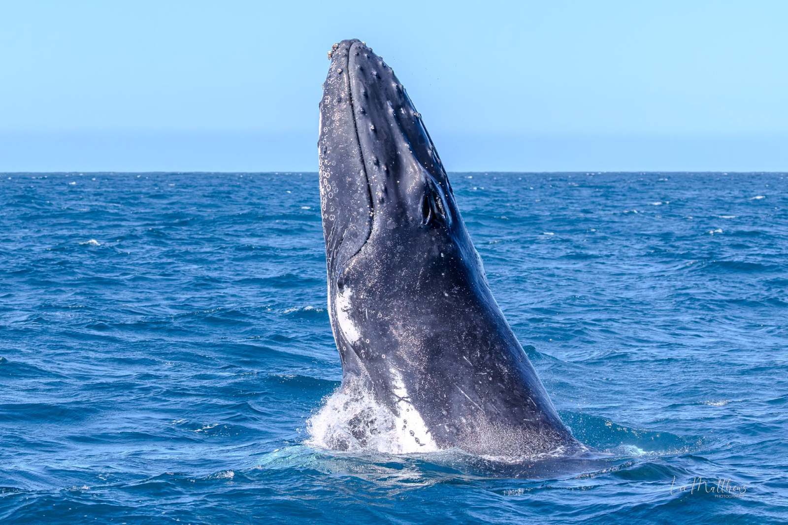 A humpback whale breaches vertically out of the ocean against a clear blue sky.