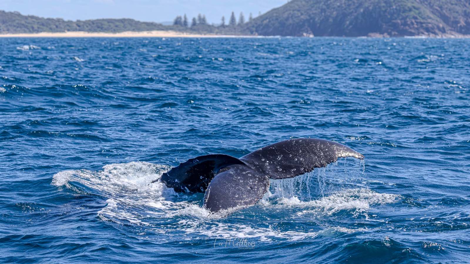 Whale tail emerging from ocean near a distant shoreline.