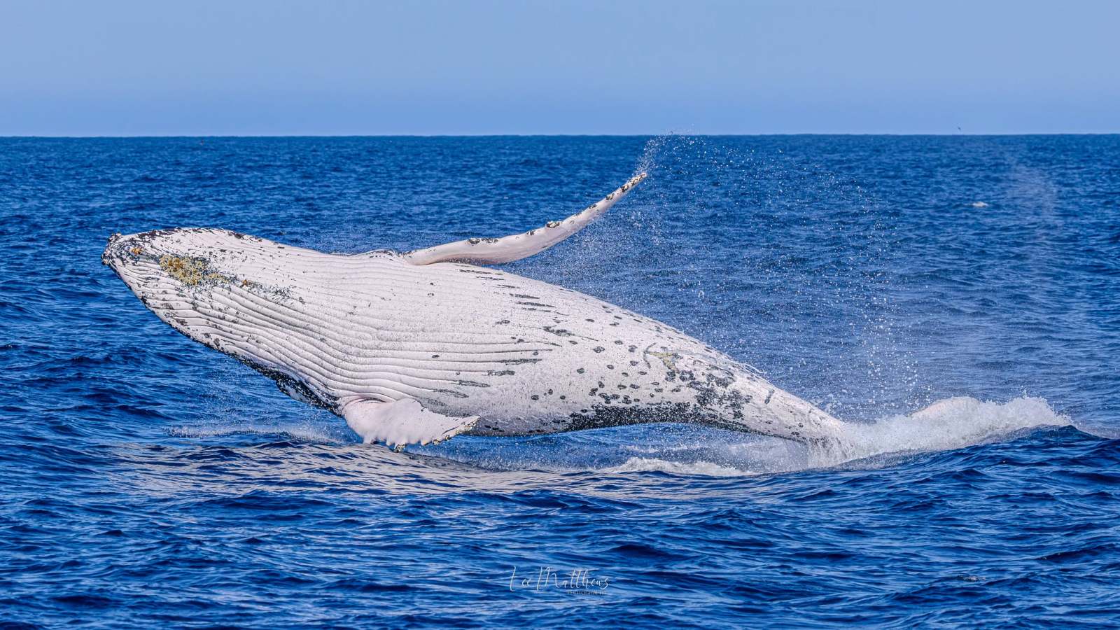 Humpback whale breaching in the ocean under a clear blue sky.