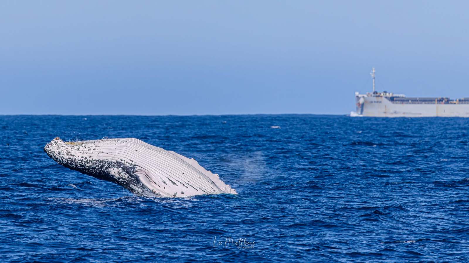 Whale breaching with ship in the background on the ocean.