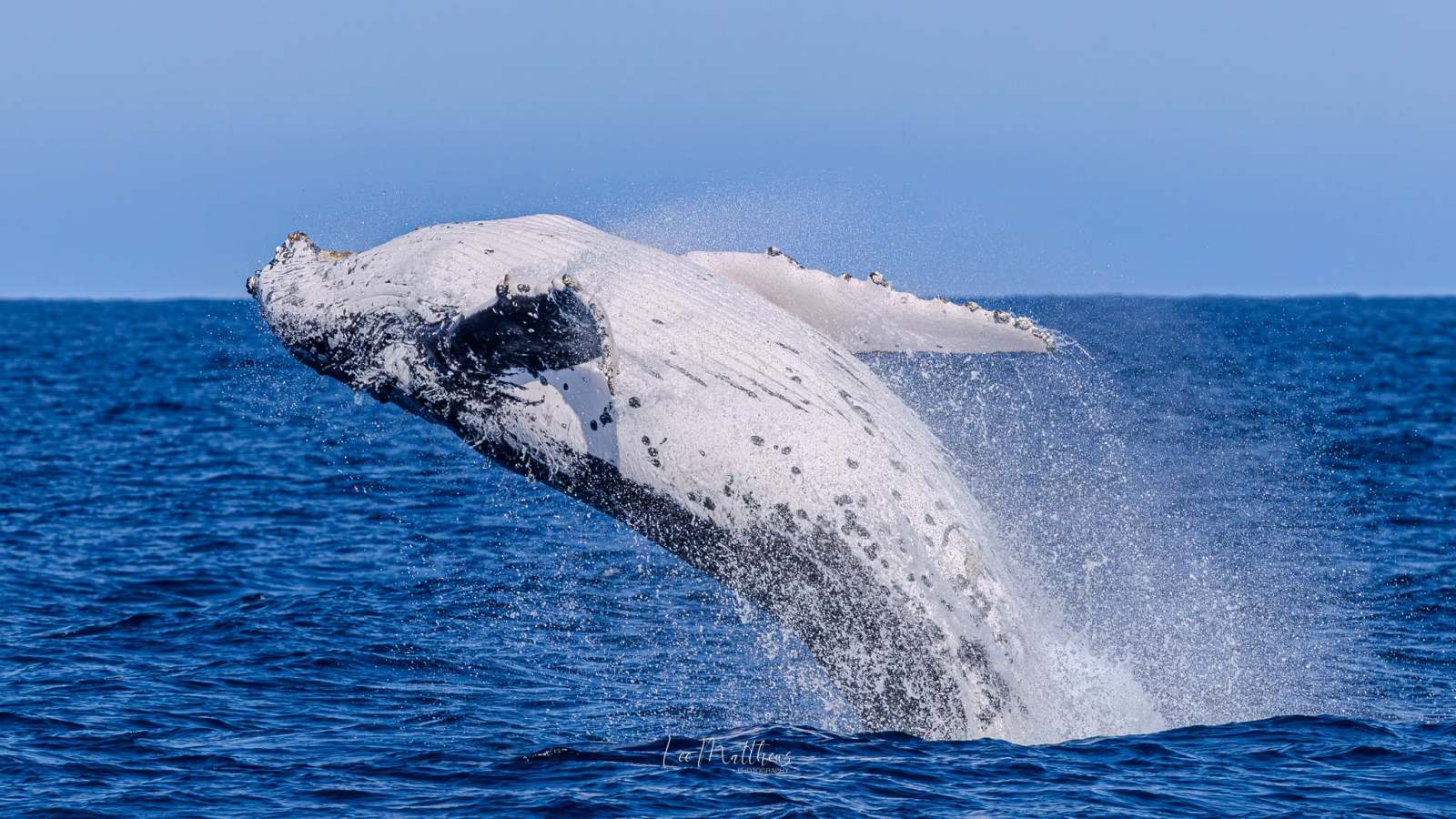 Humpback whale breaching in the ocean, creating a splash.
