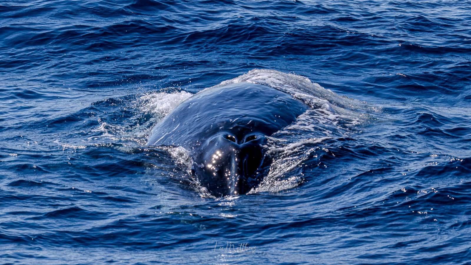 Blue whale's back surfacing in deep blue ocean water.