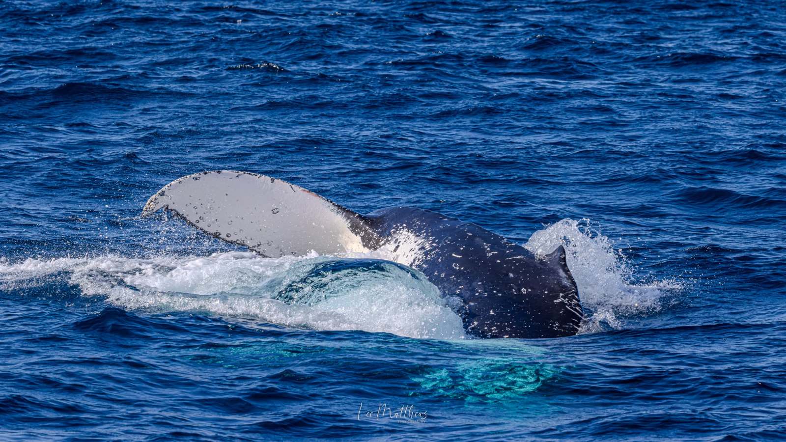 Whale tail splashing in the blue ocean waves.