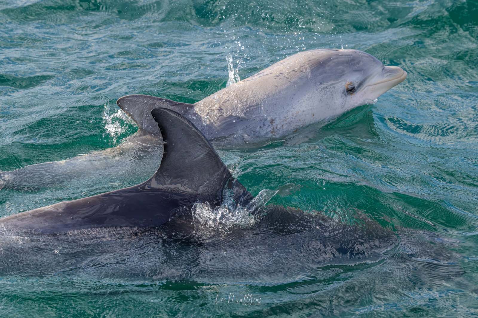 Two dolphins swimming in clear green water.