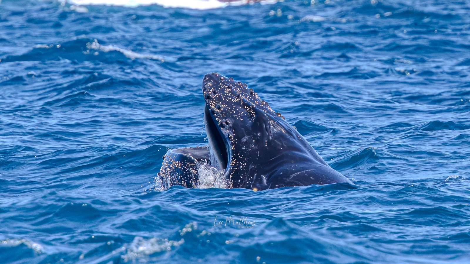 Whale Watching Moonshadow TQC Cruises Port Stephens Lee Matthews