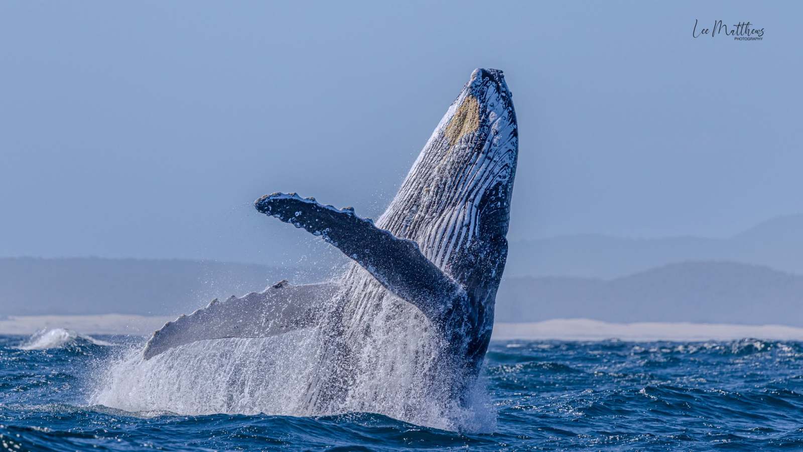Humpback whale breaching above ocean surface against blue sky.