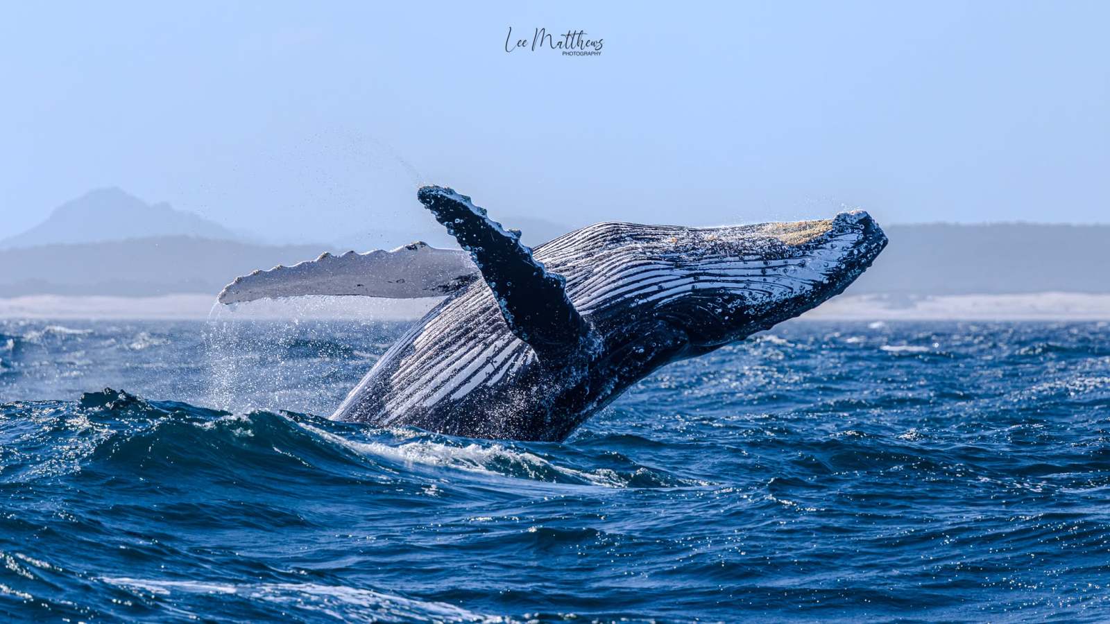 Humpback whale breaching in the ocean near a distant shoreline.