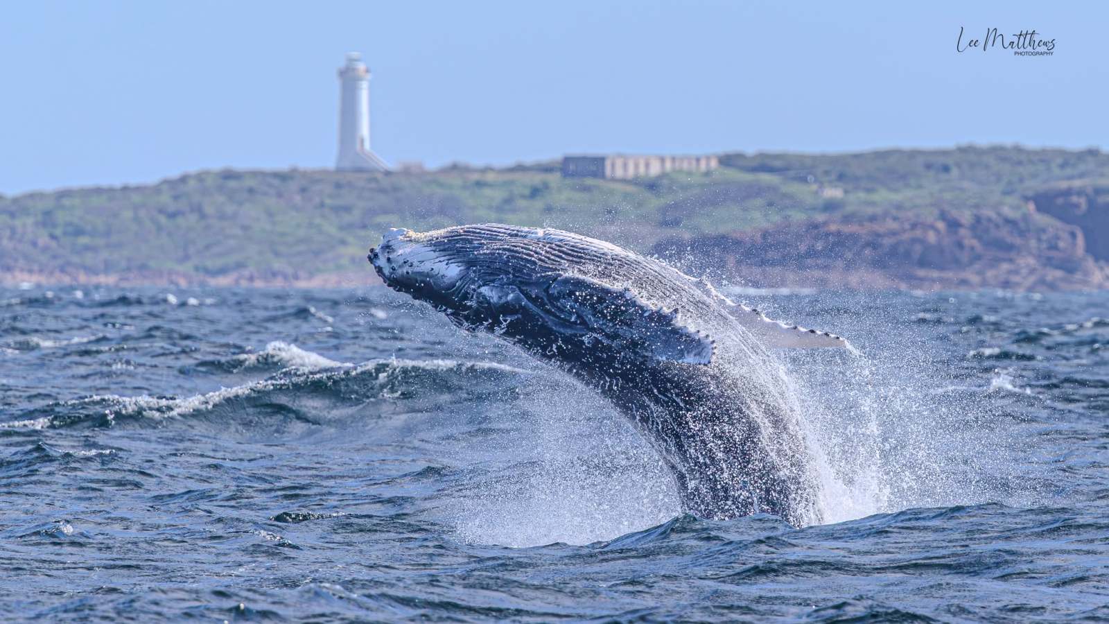 Whale Watching Moonshadow TQC Cruises Port Stephens Lee Matthew