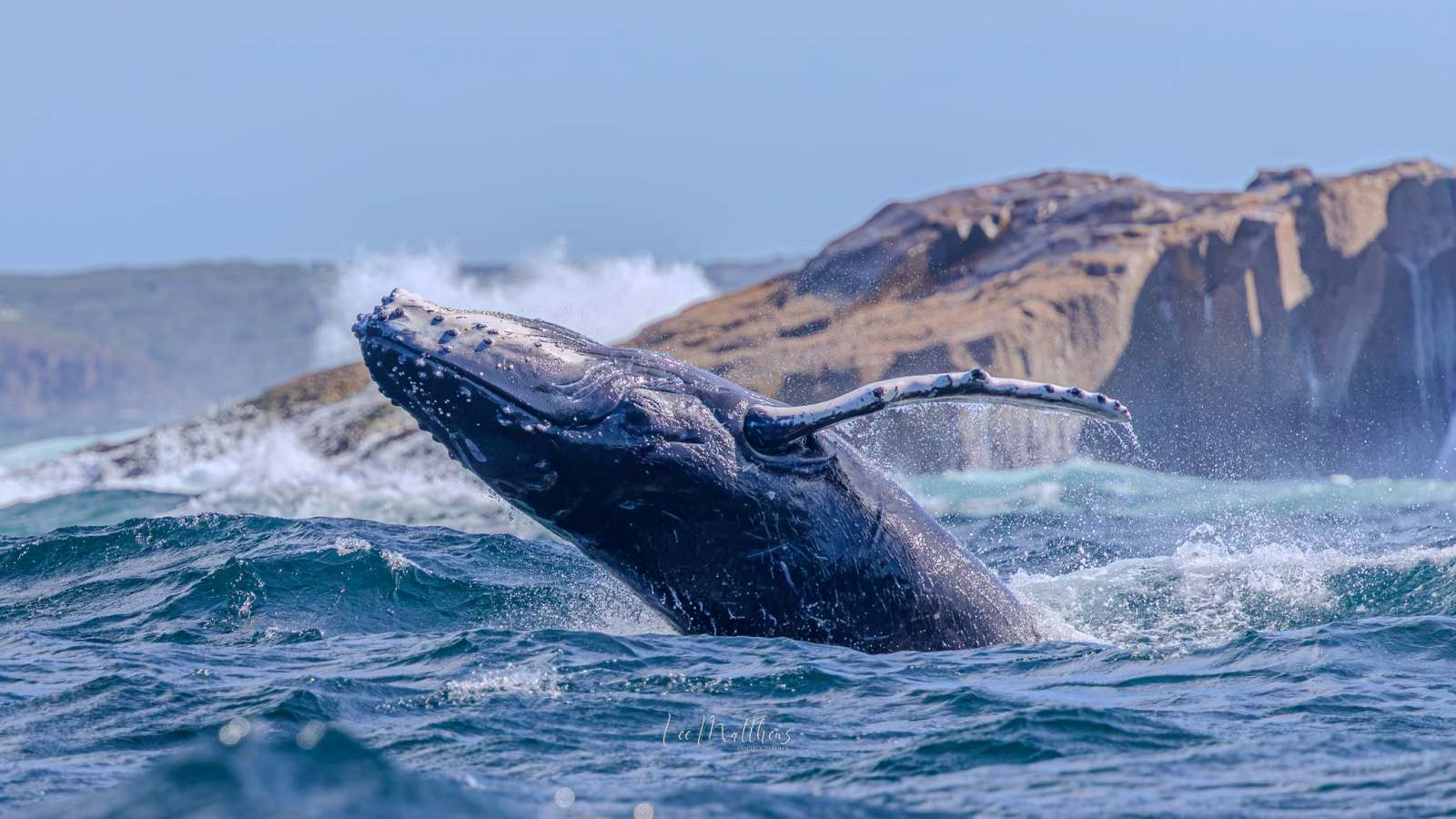 Humpback whale breaching near rocky coastline.