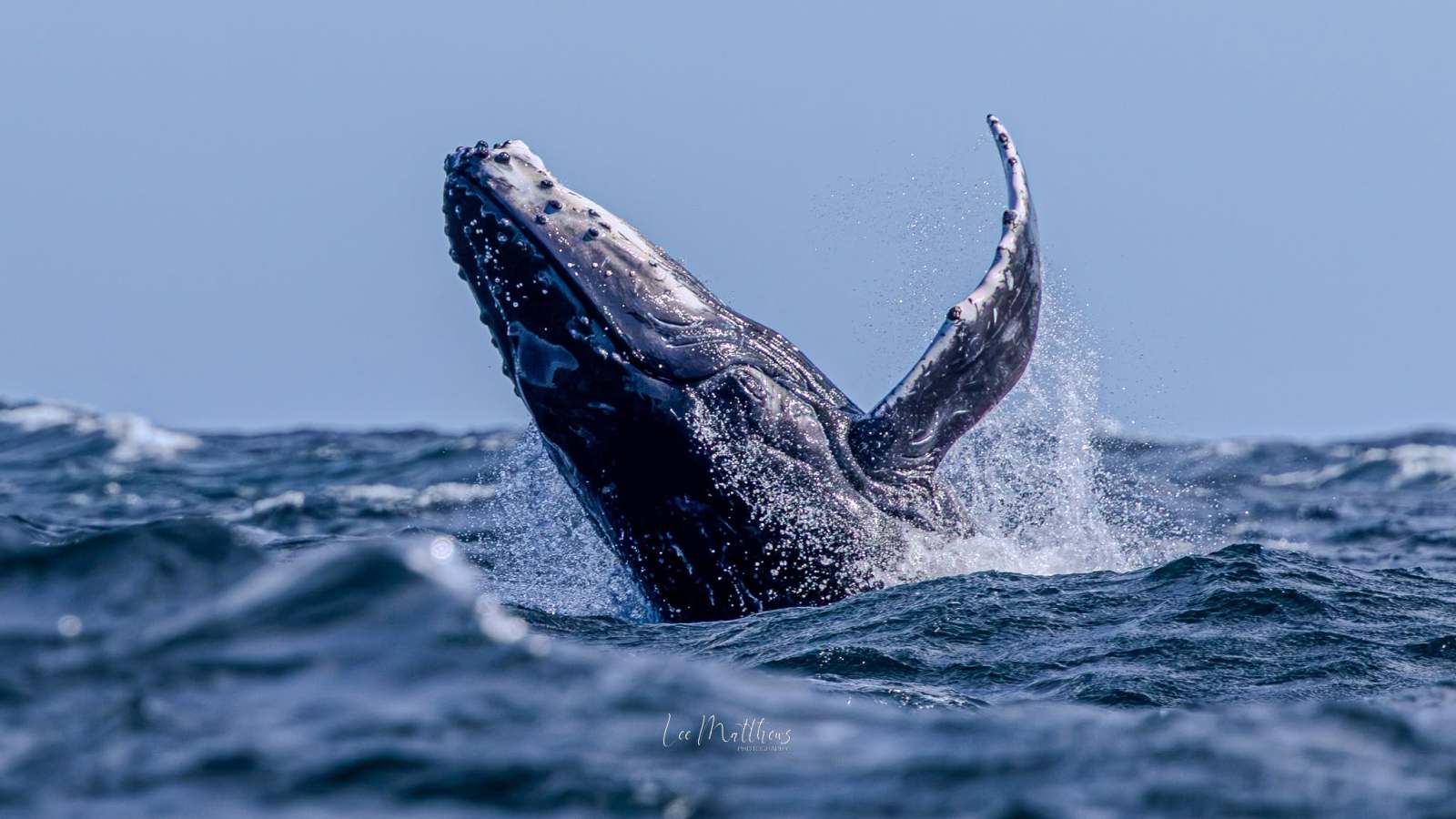 Humpback whale breaching above ocean surface against a clear sky.