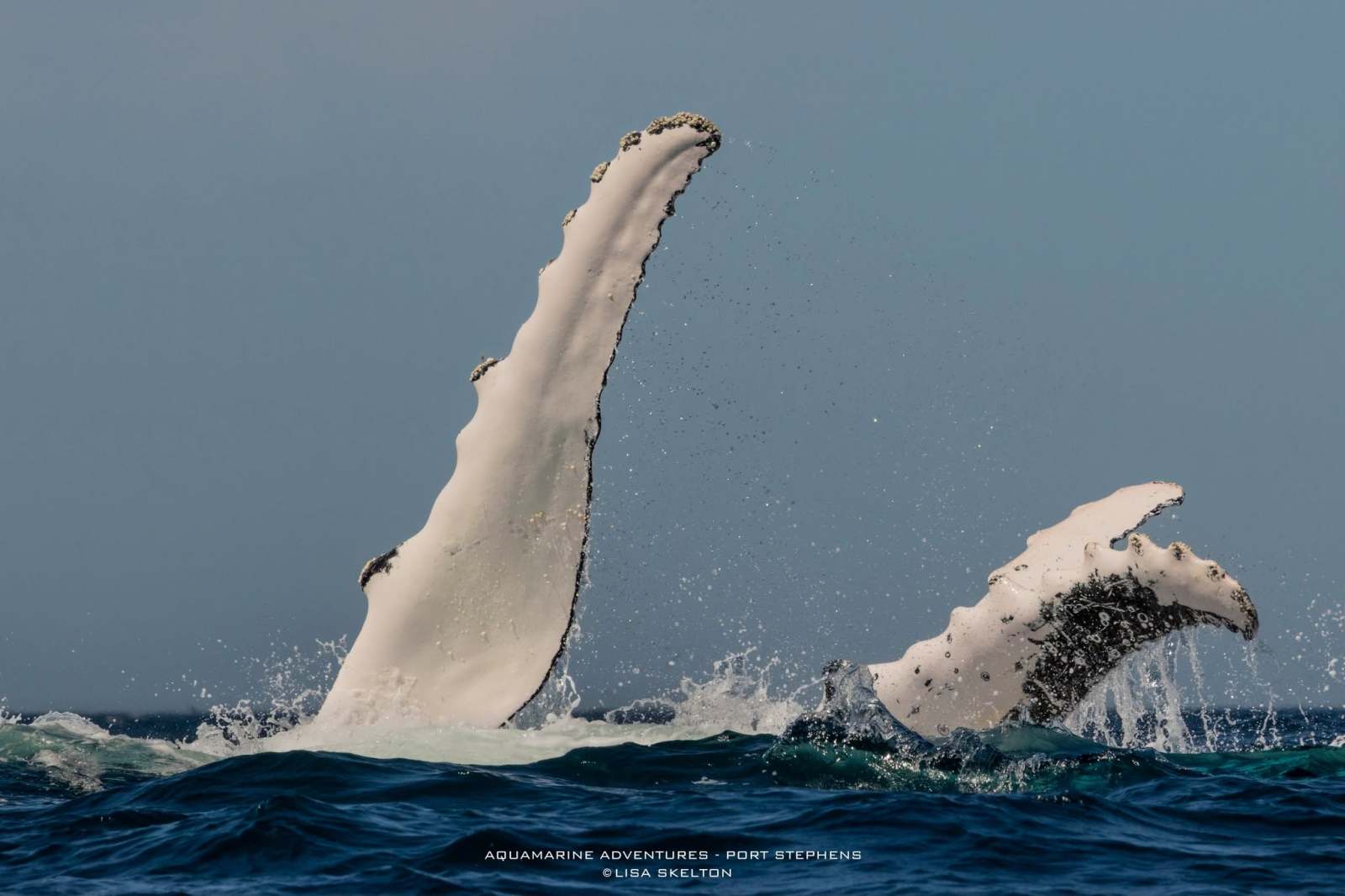 Whale Watching Moonshadow TQC Cruises Port Stephens Lisa Skelton