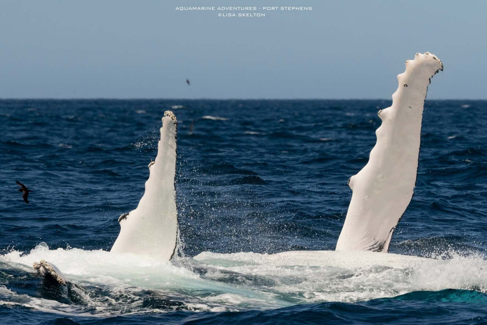 Humpback whale flippers emerging from the ocean.