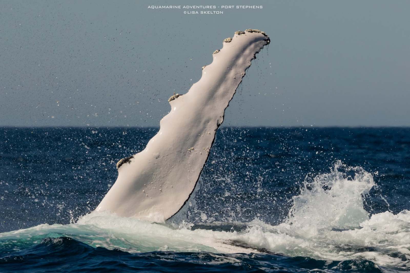 Humpback whale fin emerging from ocean waves.
