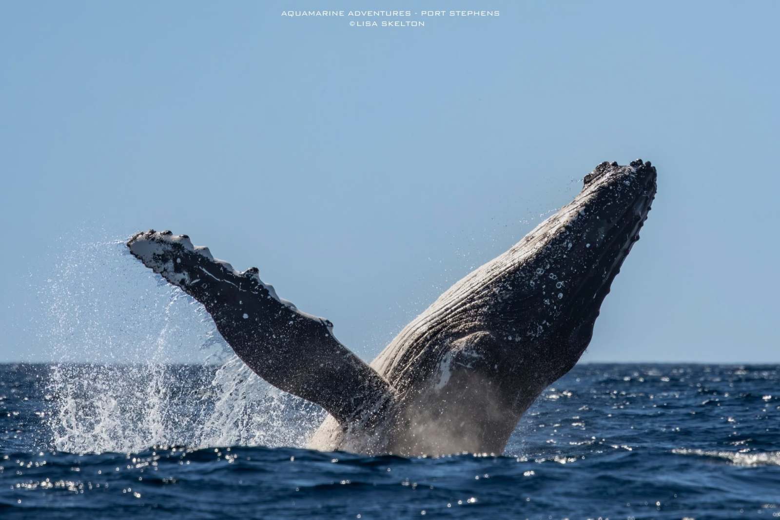 Whale Watching Moonshadow TQC Cruises Port Stephens Lisa Skelton