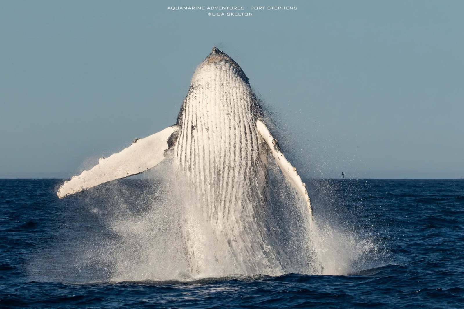 Humpback whale breaching with water splashing against the blue sky.