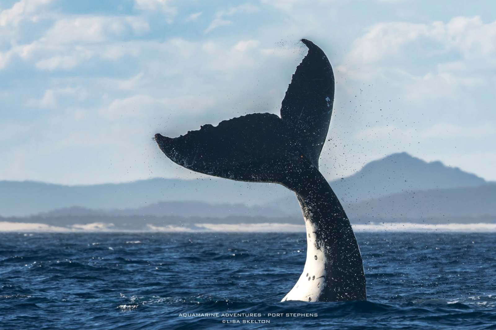 Whale tail breaching above ocean waves near a distant coastline.