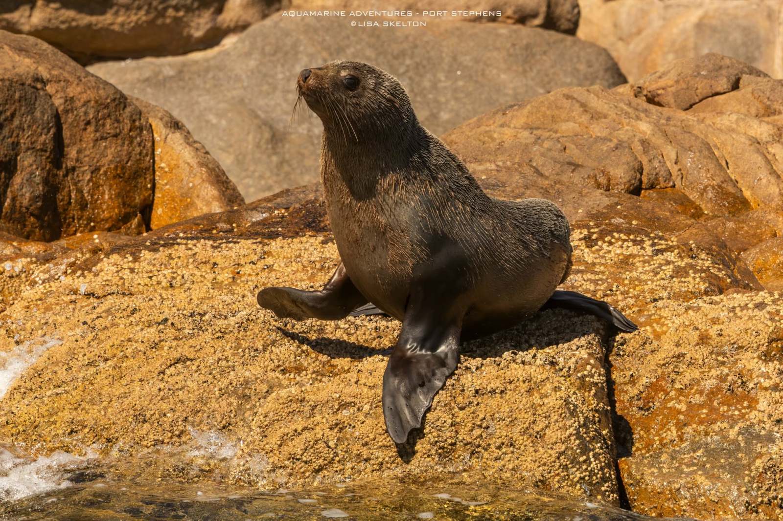 Seal sitting on large rocks by the water's edge.