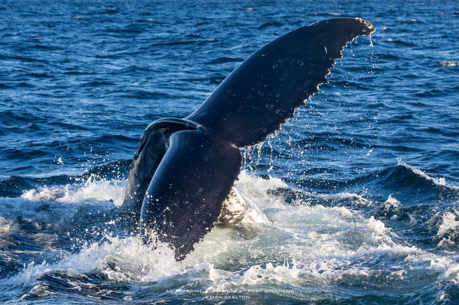 Whale tail emerging from ocean waves.
