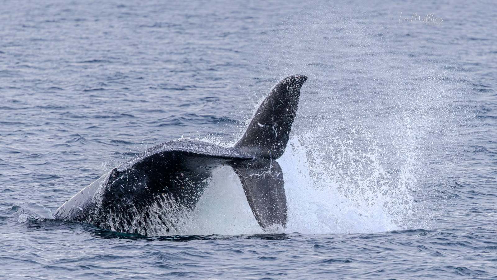 A whale's tail splashing water in the ocean.