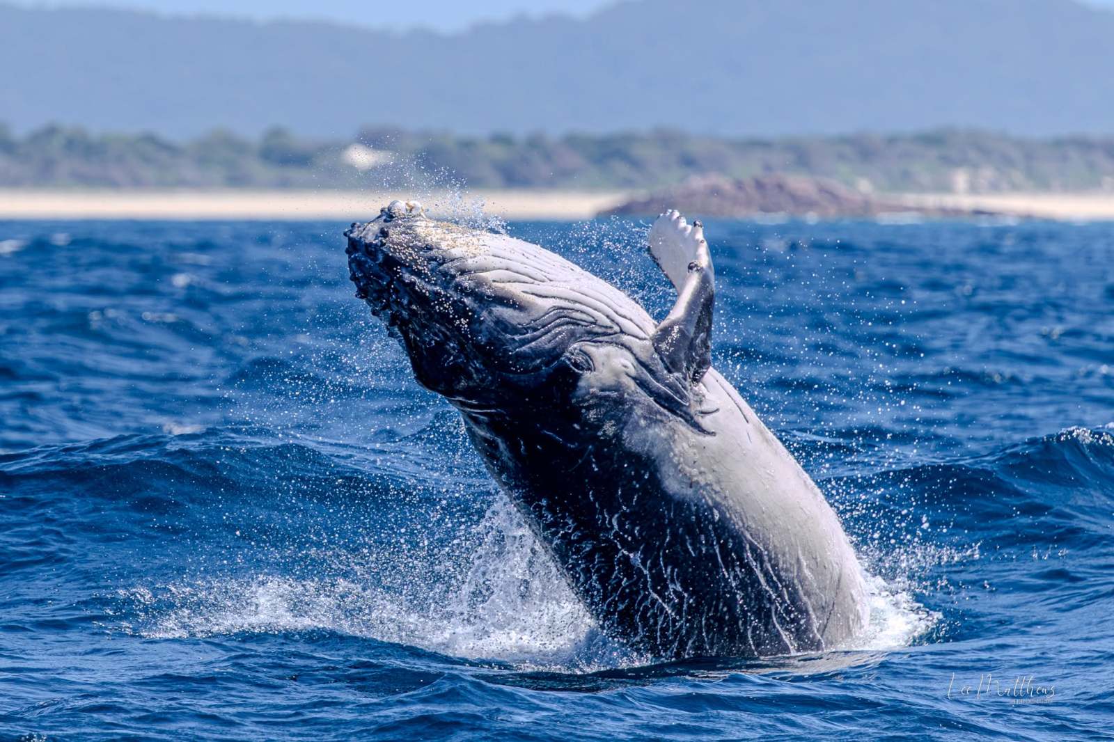 Whale Watching Moonshadow TQC Cruises Port Stephens Lee Matthews