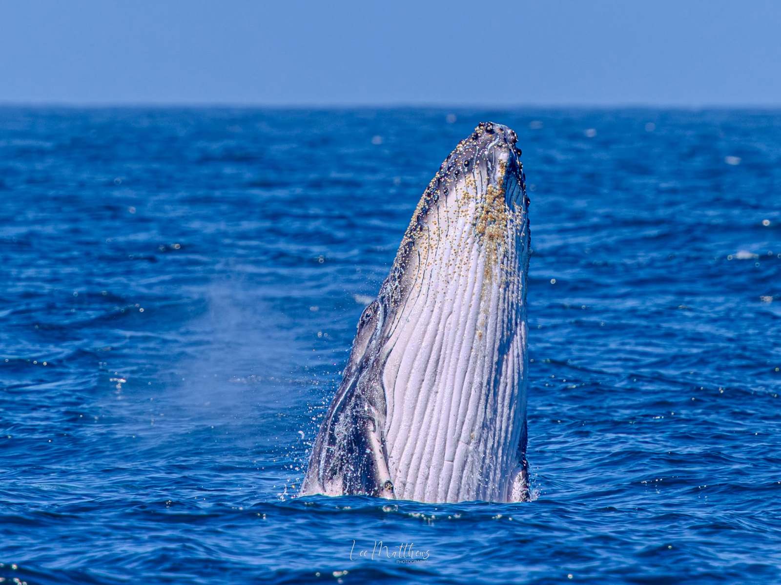 Whale Watching Moonshadow TQC Cruises Port Stephens Lee Matthews