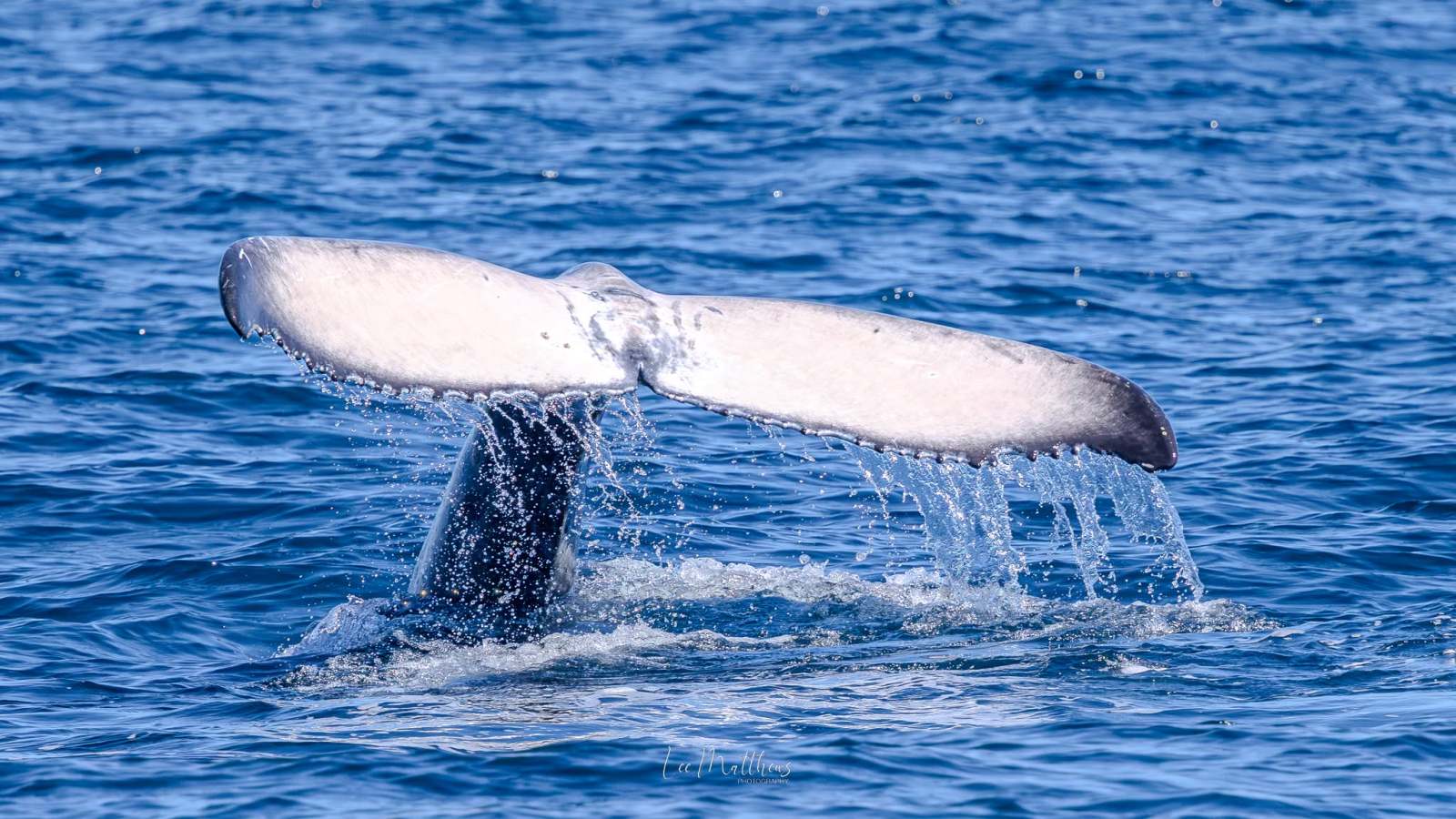 Whale tail above ocean surface with water dripping from it.