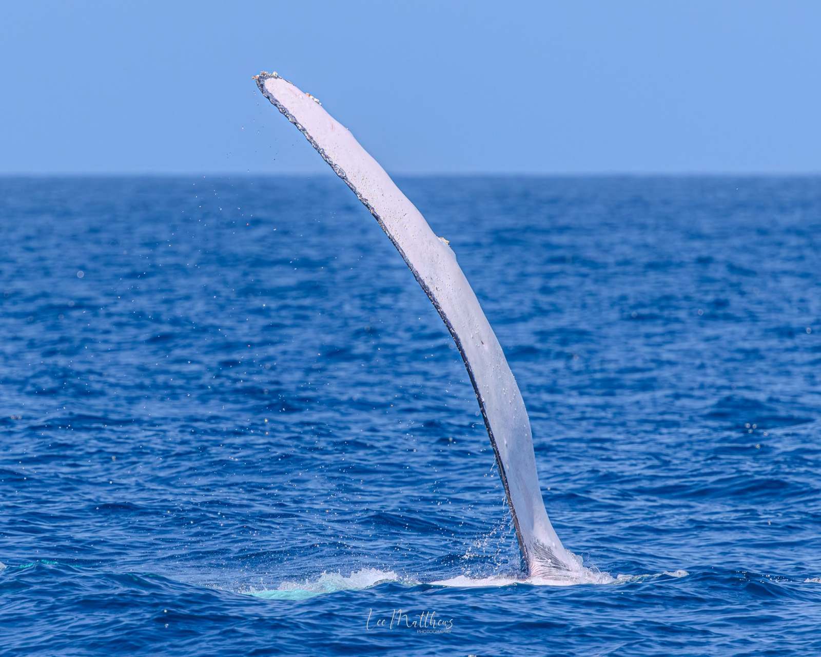 Whale fin emerging from the ocean against a clear blue sky.