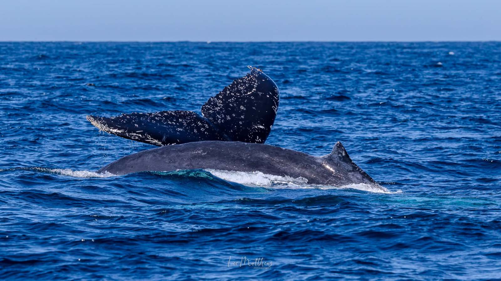 Humpback whale tail above ocean water on a clear day.