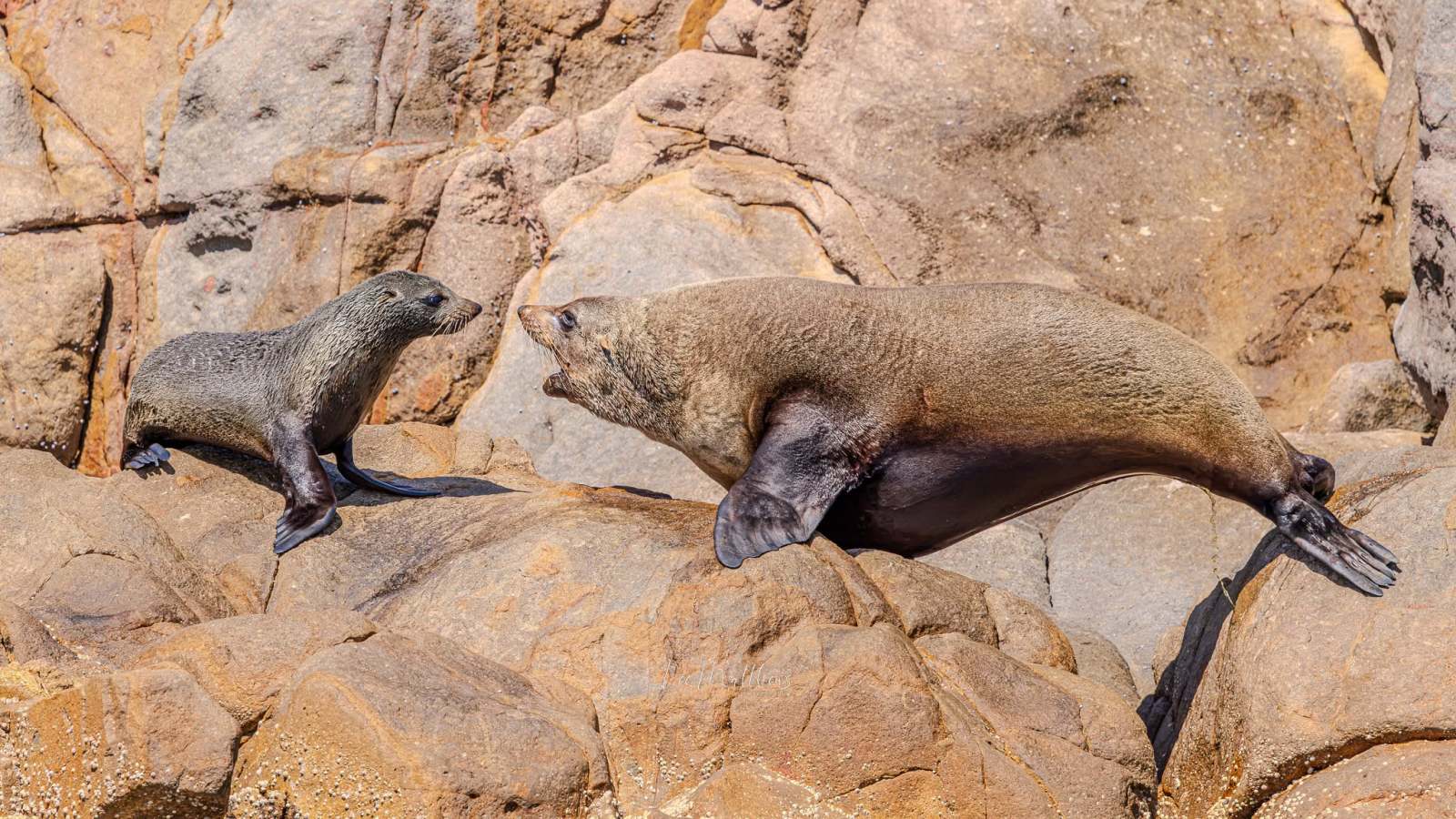 Two sea lions on rocky terrain, one adult and one pup.